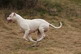DOGUE ARGENTIN 221